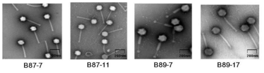 B. cereus에 항균활성이 있는 박테리오파지의 TEM사진