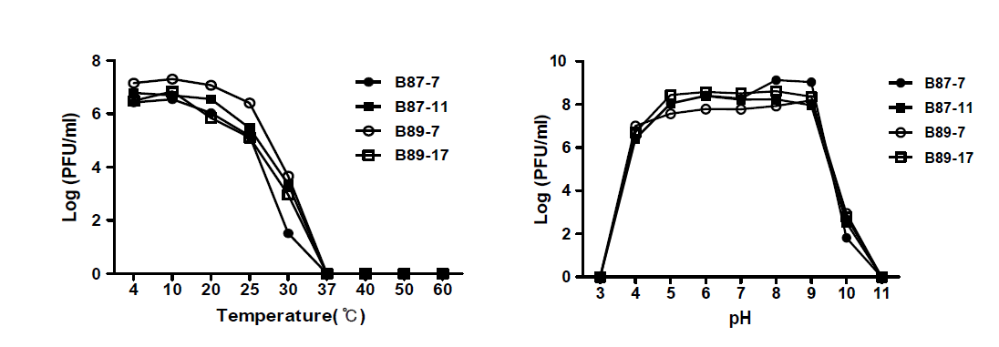 B. cereus 파지 4종의 온도 및 pH 안정성