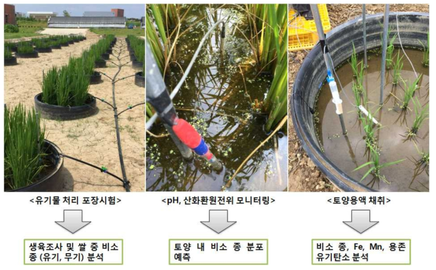 Status of field experiment conducted in 2016 including soil solution sampling