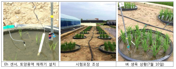 Status of field experiment conducted in 2017 including soil solution sampling