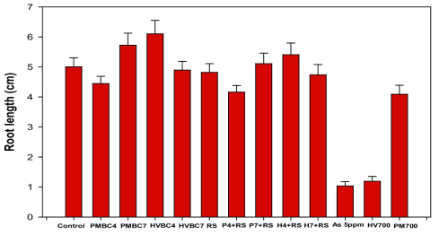 Root length of lettuce seedlings in the presence of treated soils and arsenite