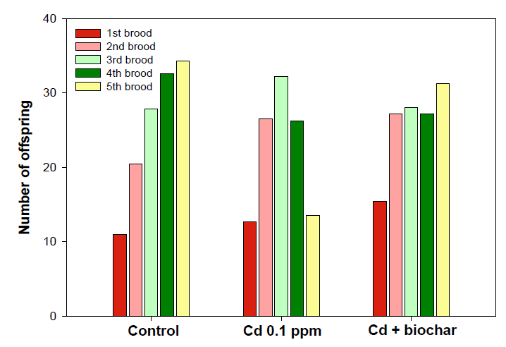 Effect of cadmium (0.1 mg/L) on the number of offspring in the presence of biochar