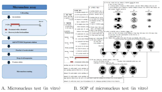 Construction and SOP of micronucleus test (in vitro)