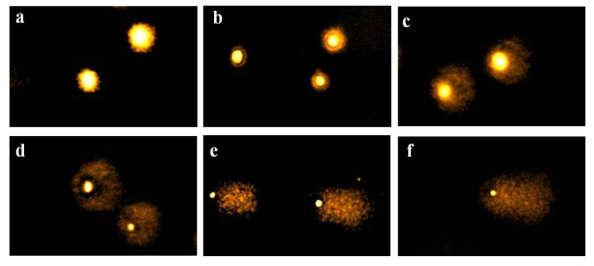 DNA damage induced by MMS with different concentration in HaCaT cells (1 × 105/well) and measured by alkaline comet assay. (a)DMSO, (b)50, (c)100, (d)200, (e)500 and (f)1000 μM of MMS-treated cells