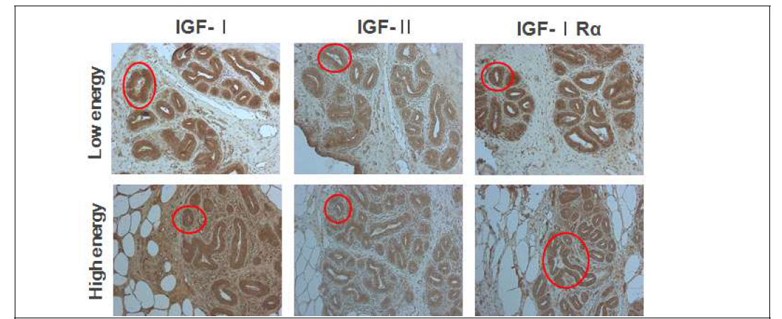 에너지 급이에 따른 유선 내 성장인자 단백질 확인