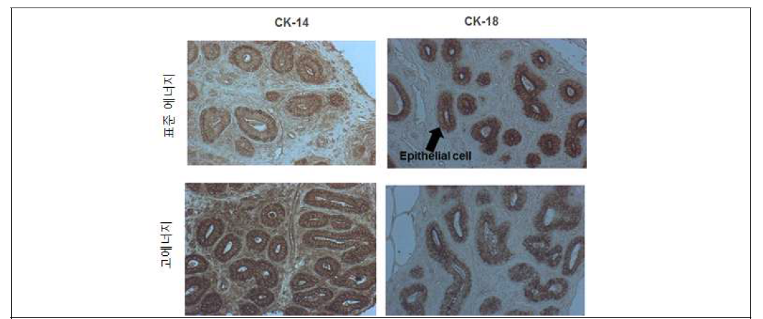 에너지 급여에 따른 유선 내 Cytokeratin 단백질 염색