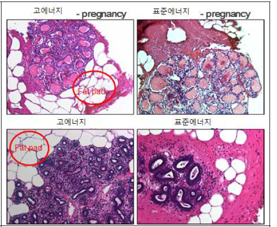 에너지 급여에 따른 유선 조직 염색을 통한 morphology 분석