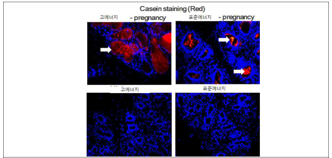 임신우, 미임신우에서 에너지 급여에 따른 유선 내 casein 분비