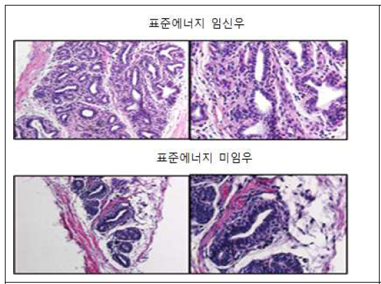 표준 에너지 젖소 유방 조직 분석