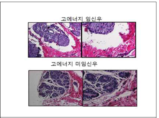 고에너지 젖소 유방 조직 분석