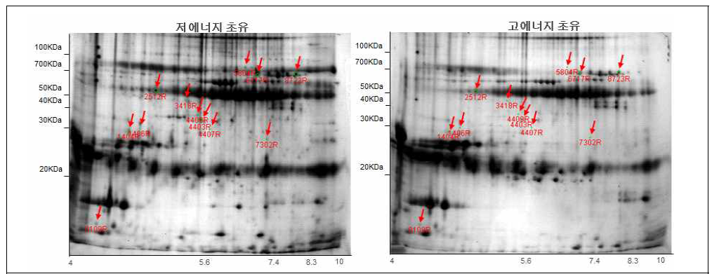 고, 표준 에너지 초유 단백질의 2-DE 분석