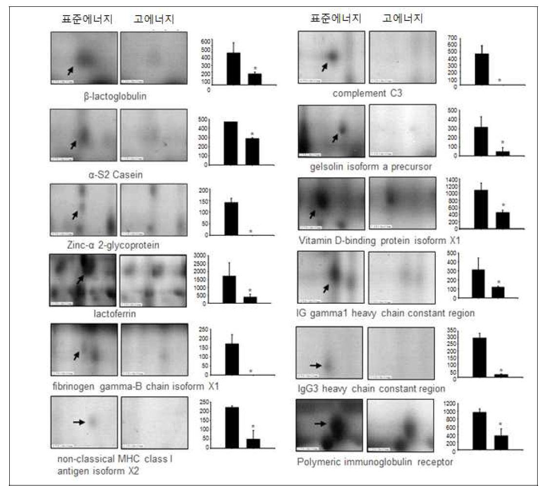 고,표준 에너지군의 초유 단백질 양적 분석