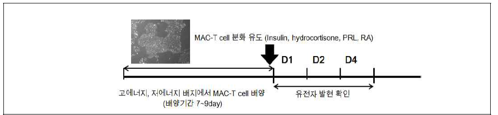 배양조건 확립 및 실험 디자인