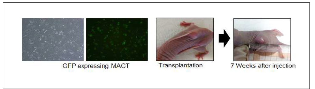 유선조직 유래 세포 이식 모델 개발2