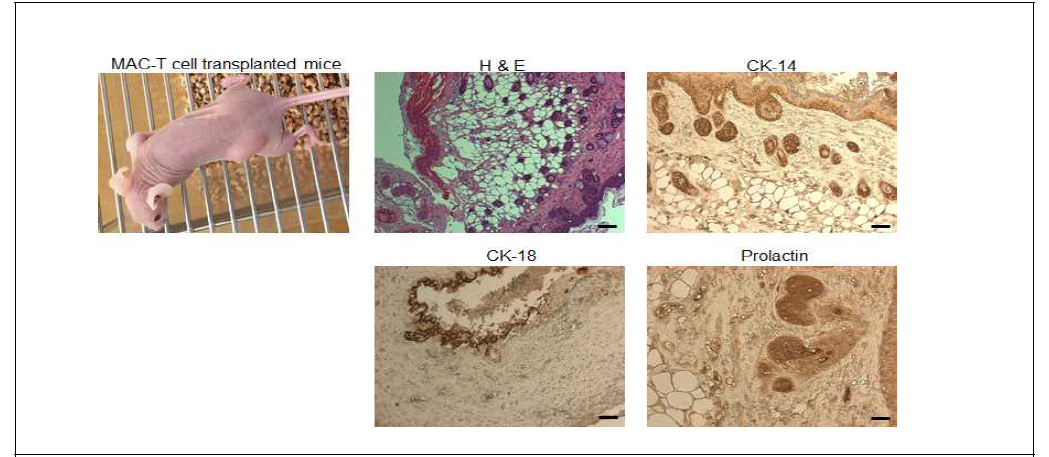 유선조직 유래 세포 이식 모델 분석 및 유선조직 마커 면역염색
