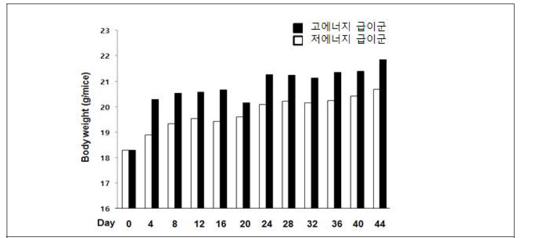 에너지 급여별 유선조직 이식 모델 생쥐 무게