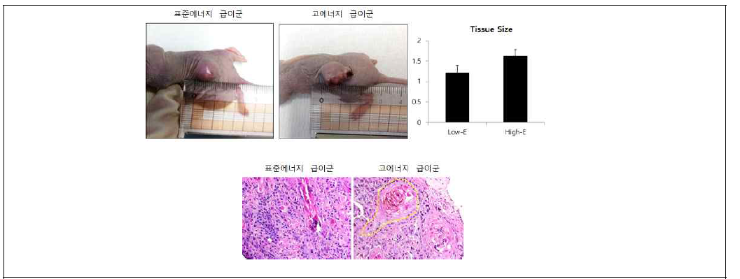 에너지 급여별 유선세포 유래 이식세포 분석