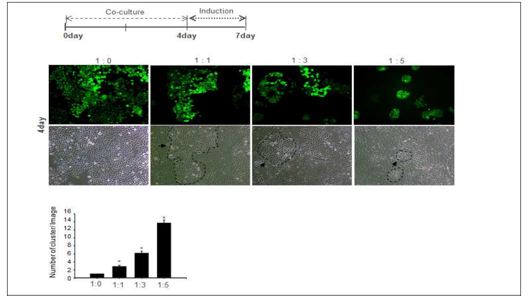 지방세포와 유선세포의 공배양 (in vitro) 시스템 확립