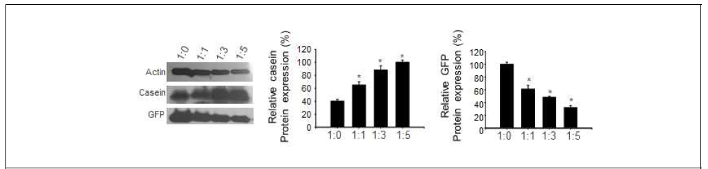 공배양 시스템 유선유래 세포 casein 단백질 발현