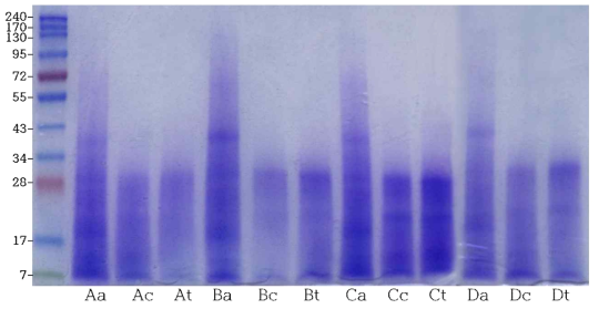 다양한 원료콩에 따른 청국장 단백질의 SDS-PAGE A: Daewon, B: Deapung, C: Seadanbeak, D: Taekwang, a: soybean, c: conventional Chunggukjang, t: Chunggukjang fermented with B. subtilis HJ18-9