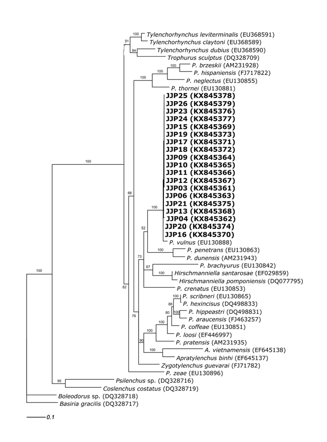 2014∼2015년 진주 딸기 시설재배지에서 검출된 뿌리썩이선충의 분자생물학적 계통분석