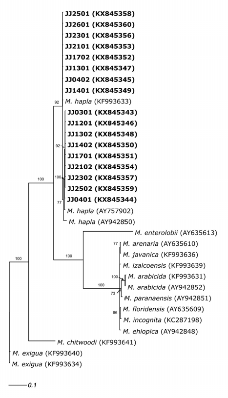 2014∼2015년 진주 딸기 시설재배지에서 검출된 뿌리혹선충의 분자생물학적 계통분석