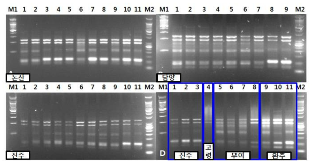 딸기 시설재배지에서 검출된 뿌리혹선충 지역별 개체군의 mtCOII 유전자 부위 제한 효소절편길이다형성(DraI). M1: 100bp DNA Ladder (Bioneer), M2: 25bp DNA Ladder (Bioneer)
