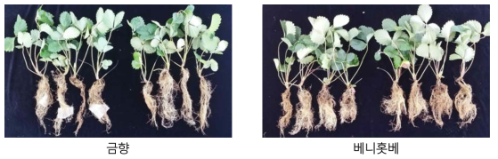 뿌리혹선충에 대한 딸기 품종별 생육 비교(왼쪽: 처리, 오른쪽: 무처리)