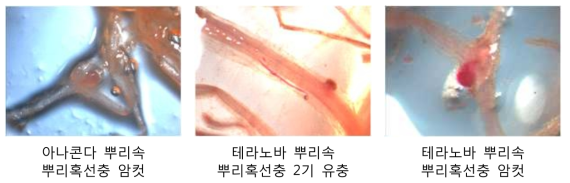 염색후 실체현미경으로 관찰한 딸기 뿌리속 뿌리혹선충의 모습 (30일차)