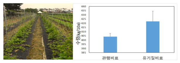 유기질비료 시용 농가 실증시험 실시. 재식거리 (30×15cm 두줄 재배), 재식본수 (8,400주/10a)