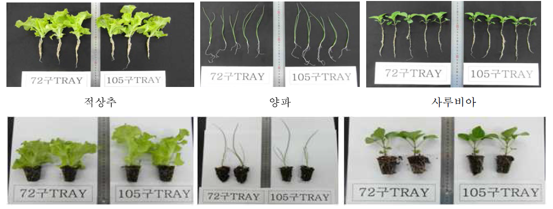 플러그묘 생육상태(35일 육묘)