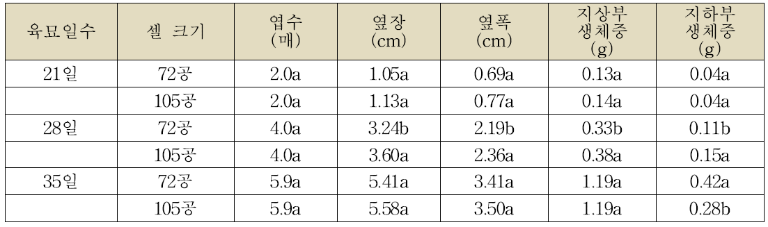 사루비아 생육