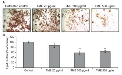 Effects of TME treatment on the accumulation of lipids in 3T3-L1 cells. (A) Oil-Red O staining of the treated cells and the controls at day 8 following the induction of differentiation and TME treatment. (B) Quantification of lipid content in the treated cells. **P < 0.01, compared with the control (Student’s t-test)