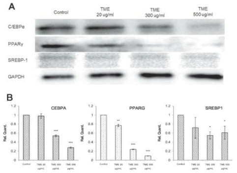 Effect of TME on the expression of the regulators of adipocyte differentiation. 3T3-L1 cell differentiation was induced the presence or absence of different concentrations of TME. (A) Representative immunoblots, showing the changes in the expression of CEBPA, PPARG, and SREBF1. (B) Densitometric analysis of CEBPA, PPARG, and SREBF1expression. *P < 0.05; **P < 0.01; ***P < 0.001