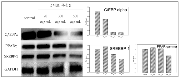 Effect of AME on the expression of the regulators of adipocyte differentiation. 3T3-L1 cell differentiation was induced the presence or absence of different concentrations of AME. (A) Representative immunoblots, showing the changes in the expression of CEBPA, PPARG, and SREBF1. (B) Densitometric analysis of CEBPA, PPARG, and SREBF1expression