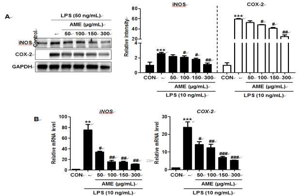 Inhibitory effects of Antirrhinum majus extract (AME) on lipopolysaccharide (LPS) -induced iNOS and COX-2 expression. Cells were treated with AME for 4 hours followe d by LPS treatment (10 ng/mL) for 24 hours. (A) Concentration-dependent effect of AM E on the expression of iNOS and COX-2. Representative western blot images and quanti fication data are shown. (B) mRNA expression of inflammatory genes. Cells were treated with agents for 24 hours and RT-qPCR was performed. Data are provided as mean ± S EM. **p< 0.01, ***p< 0.01 versusCON; #p< 0.05, ##p< 0.05, ###p< 0.05 versusLPS treatm ent only