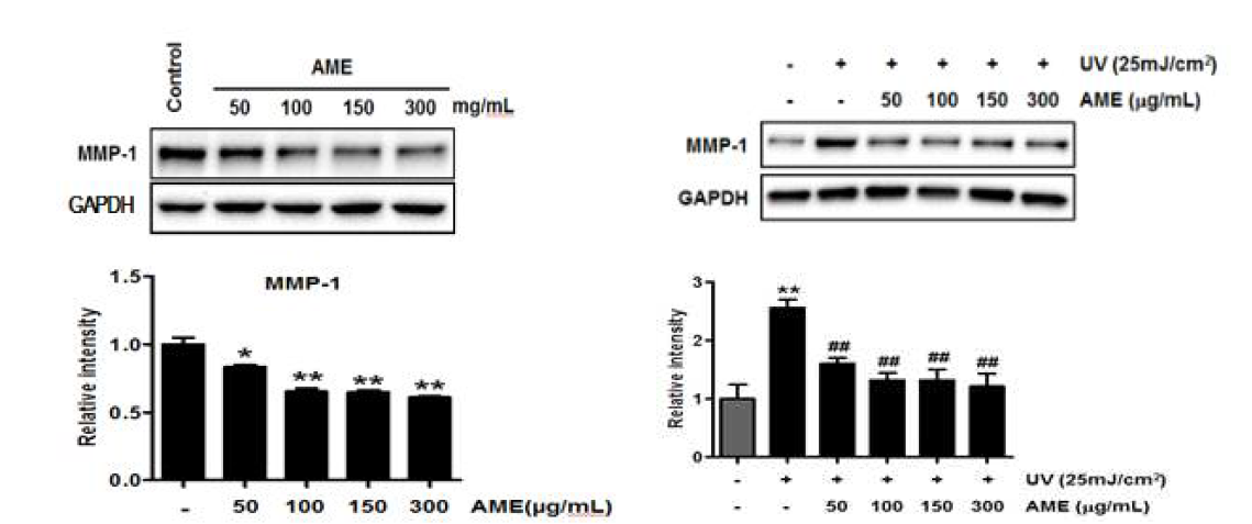 Cells were treated with AME 24h before UVB exposure (25mJ/cm2) and after UVB exposure. The protein level was measured by western blotting. The experiments were repeated at least three times and representative blots and quantification data are shown. GAPDH was used as a loading control. Data are provided as mean +/- SEM valued. **p < 0.01, ***p < 0.01 versus CON; #p < 0.05 , ##p < 0.05 versus UVB alone exposure