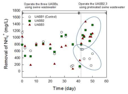 UASB에서 암모니아성질소 제거율