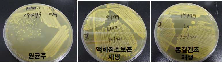 활력검정 및 콜로니 모양 확인