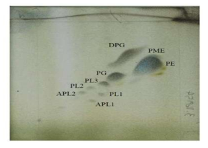 5GH18-14 균주의 polar lipid 양상