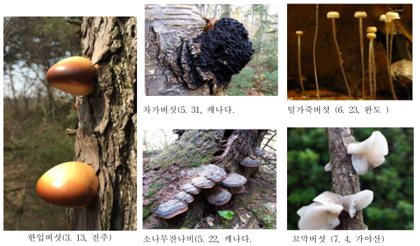 품종개발을 위한 자원으로 활용 가능한 유용버섯류