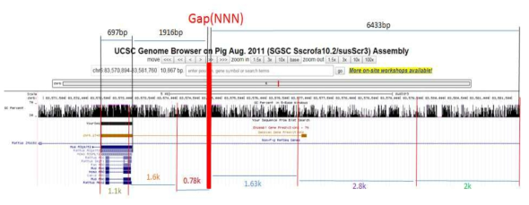 돼지 iGb3s genomic 염기서열 클로닝