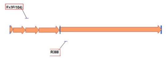 유전자 클로닝을 통한 돼지 iGb3s mRNA 염기서열 분석