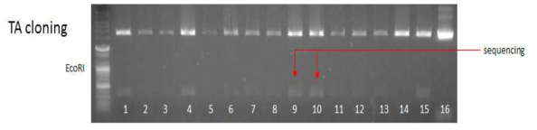 다양한 돼지 장기에서의 iGb3s mRNA 발현 분석