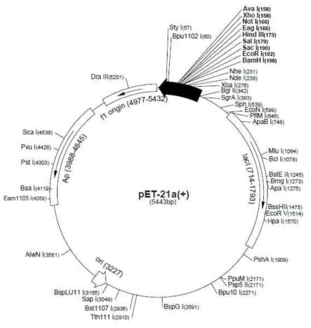 클로닝 벡터 모식도와 제한효소 선택