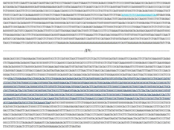 돼지 iGb3s 유전자의 예상 mRNA 서열