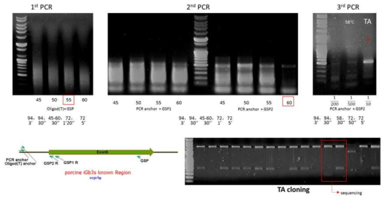 RACE PCR을 통해 확인된 돼지 iGb3s 염기서열