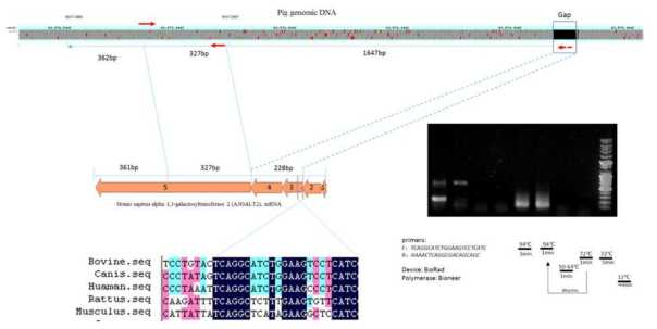 돼지 iGb3s genomic DNA 비교 분석