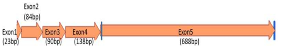 돼지 iGb3s(Exon1~Exon5)의 예상 mRNA 서열