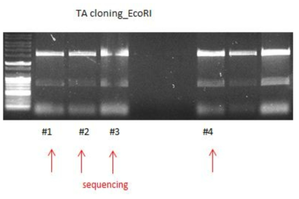 TA 클로닝 분석